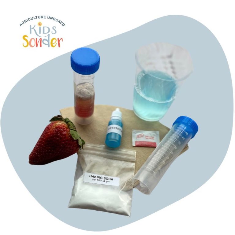 Strawberry DNA Extraction Supplies