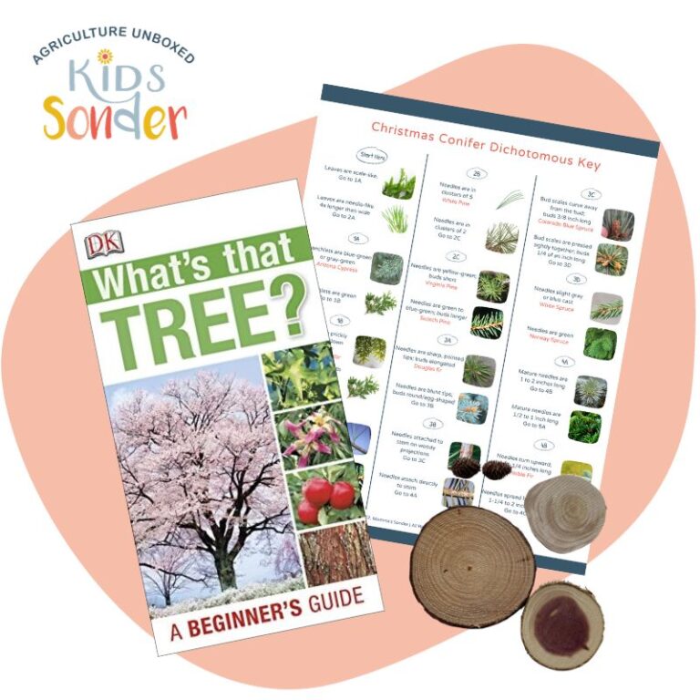 Christmas Conifers Unboxed tree identification educational kit