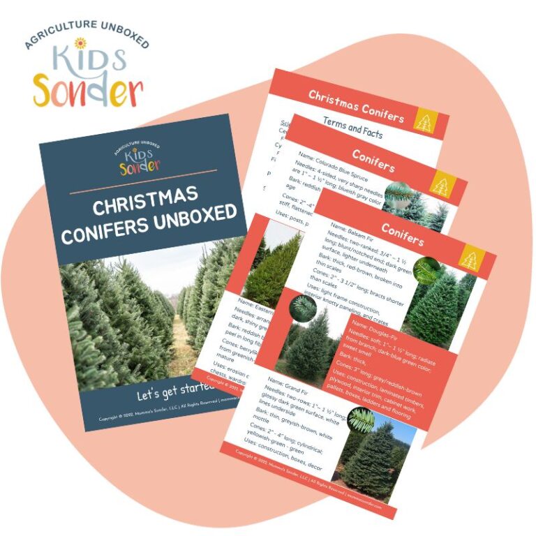 Christmas Conifers Unboxed educational kit